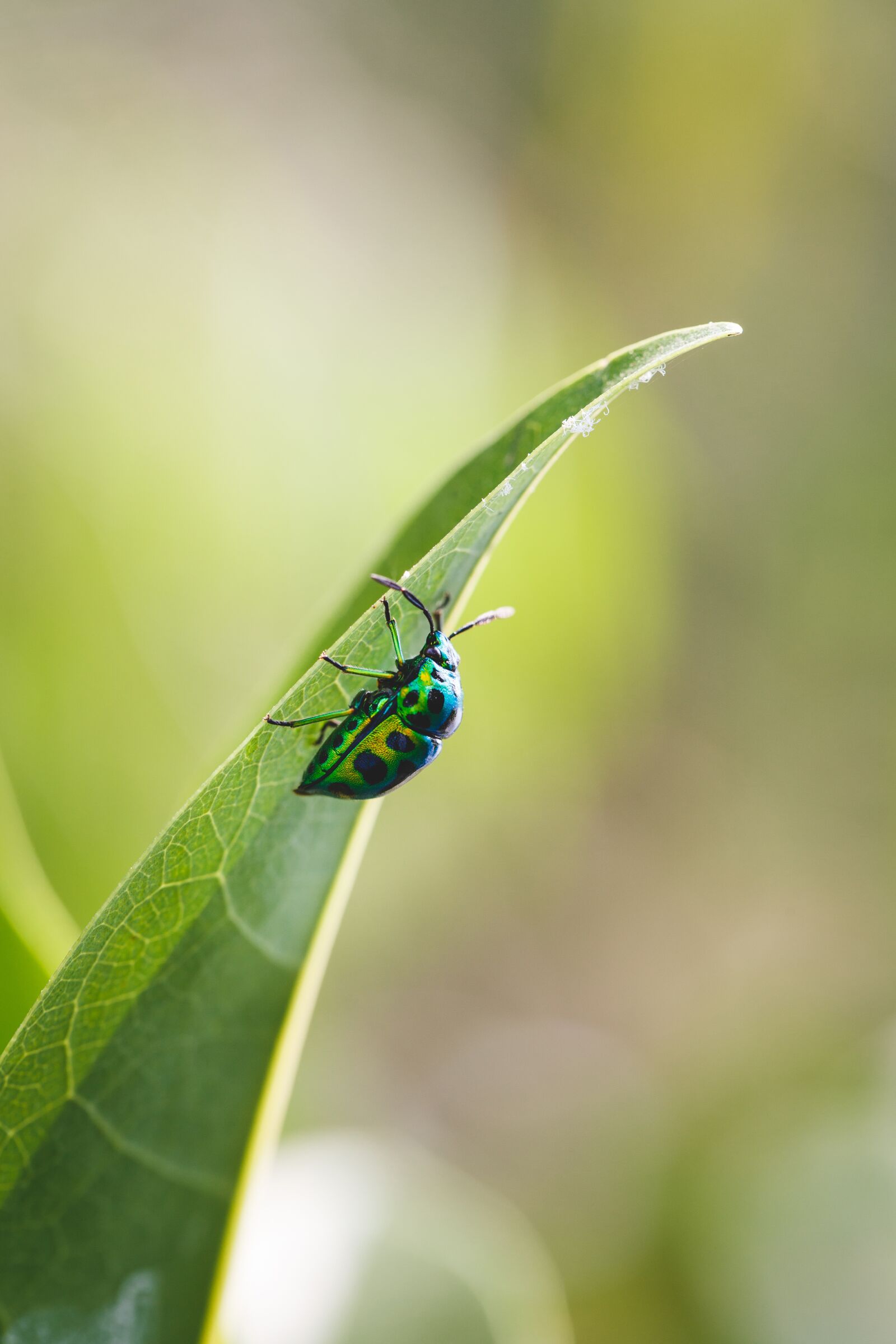 Canon EF 100mm F2.8L Macro IS USM sample photo. Ladybug, leaf, macro photography
