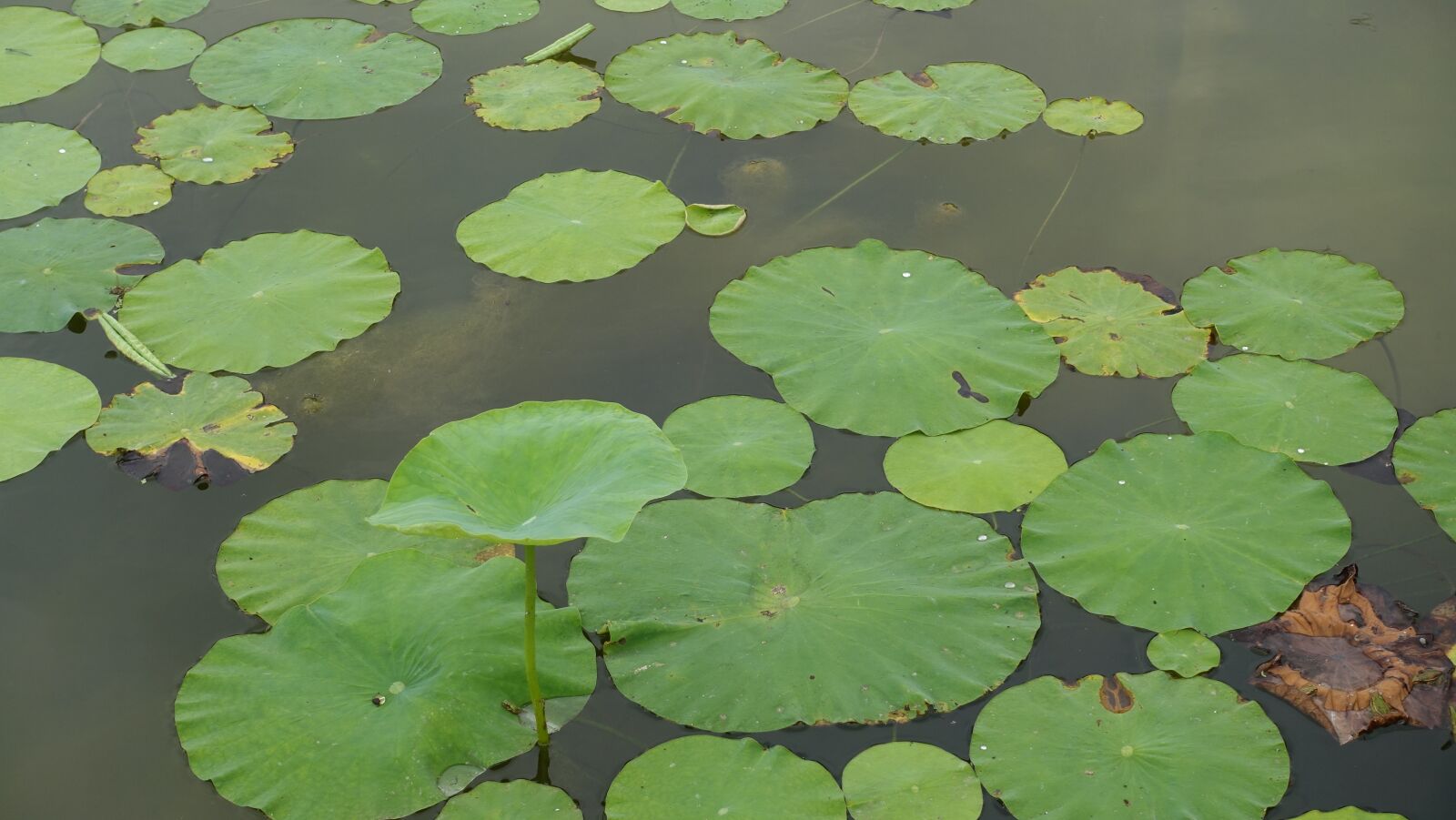 Sony Cyber-shot DSC-RX100 III sample photo. Lotus leaf, water, park photography