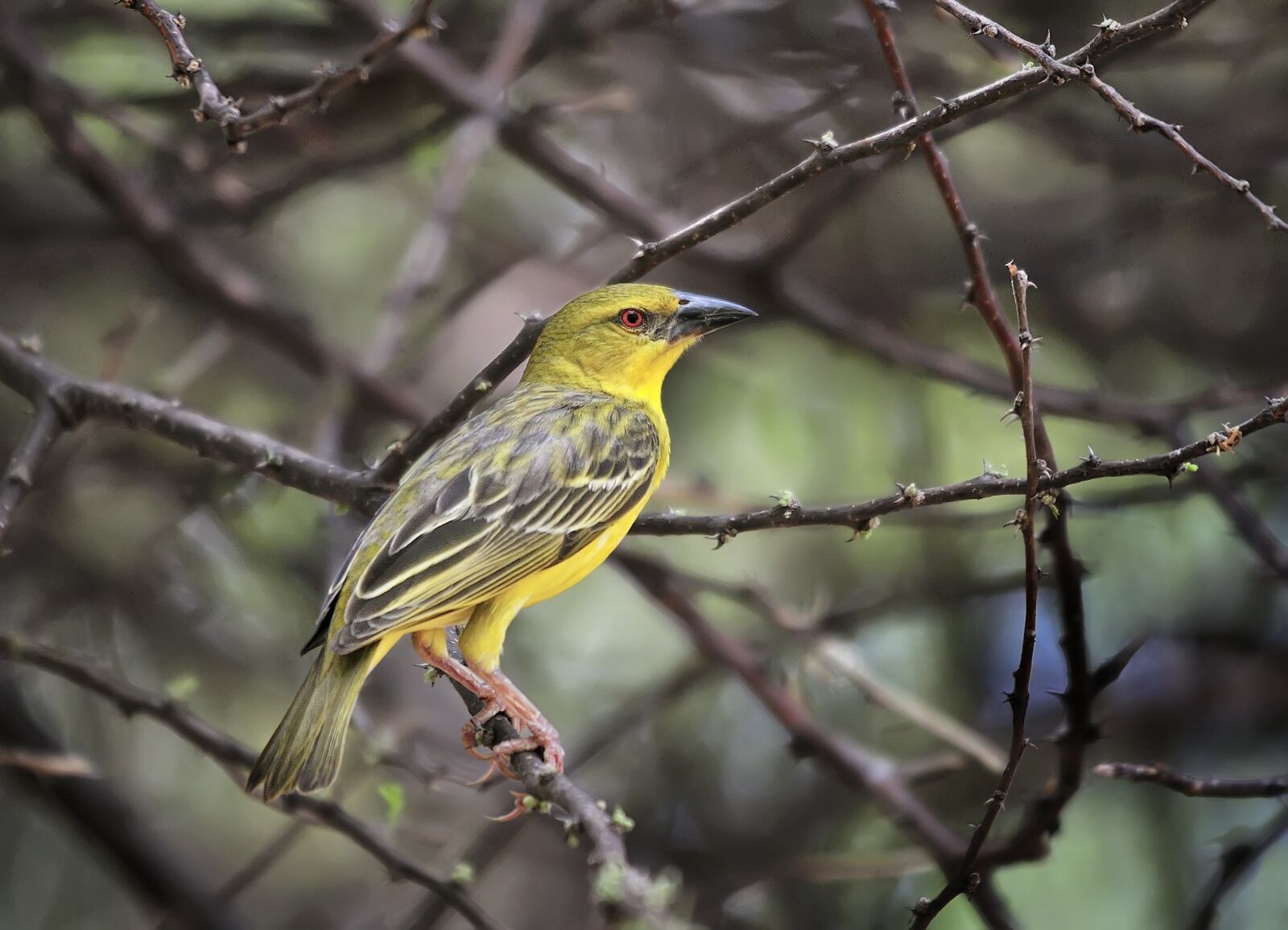 Nikon D300S sample photo. Bird, twigs, yellow bird photography