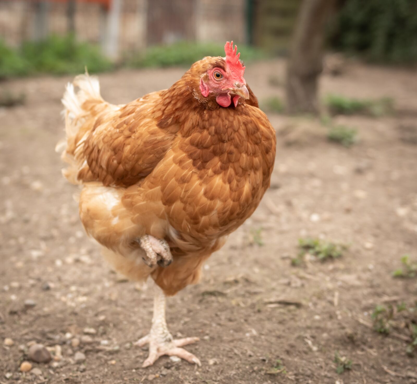 Nikon D750 sample photo. Hen, plumage, poultry photography