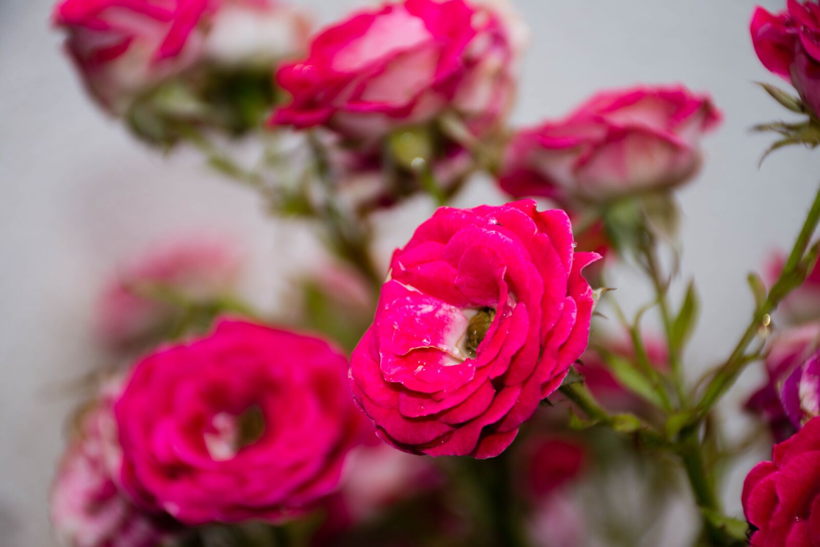 Nikon D7200 sample photo. Rose, flower, red photography