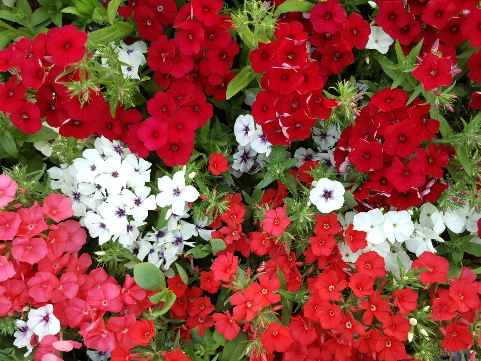 Samsung Galaxy Note5 sample photo. Mini perpetual, flower garden photography