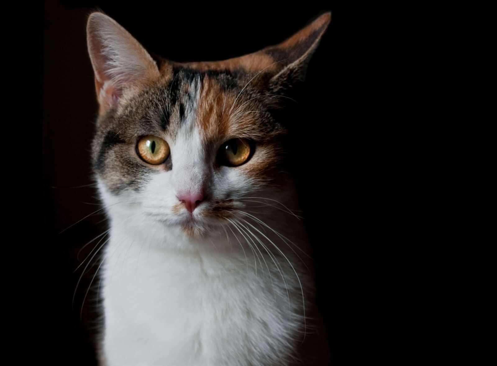 Nikon D300 sample photo. Cute, dark, shadow, animal photography