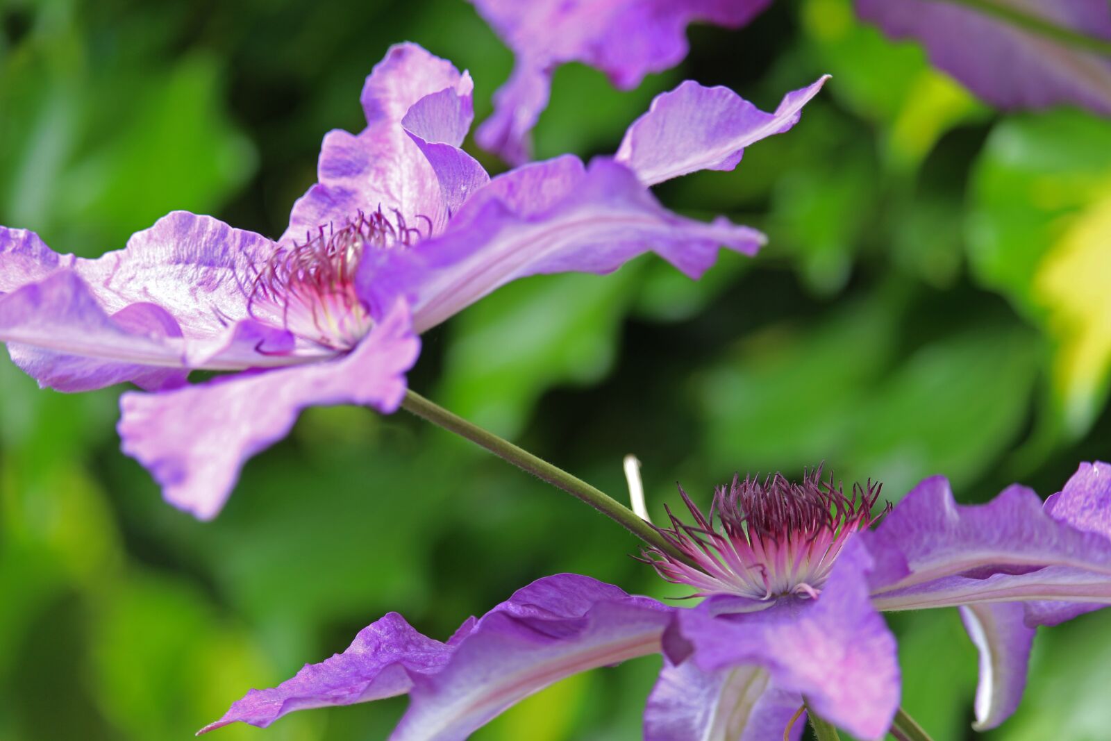 Canon EF-S 55-250mm F4-5.6 IS STM sample photo. Clematis, climber plant, close photography