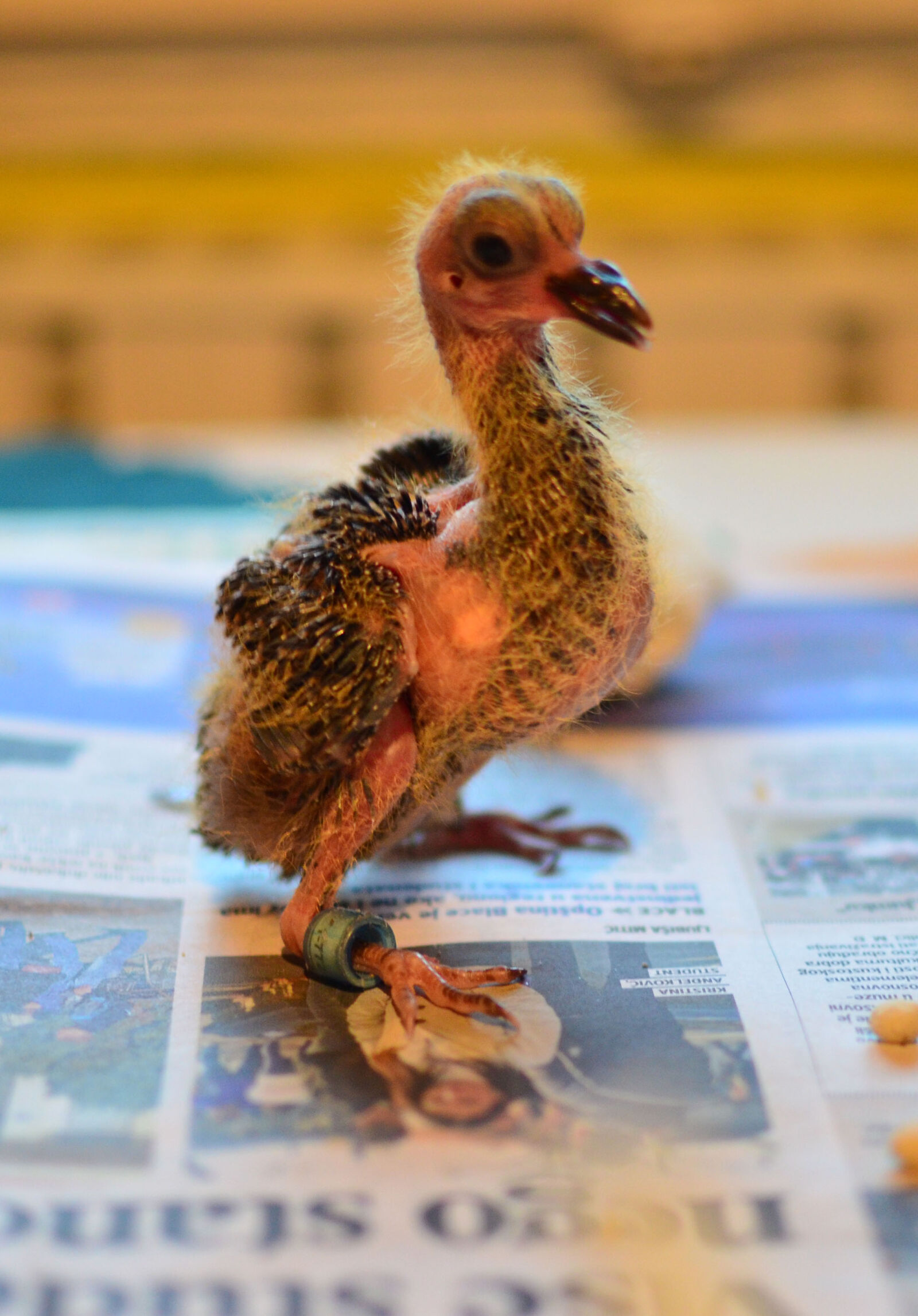 Nikon D5100 sample photo. Pigeon, squab photography