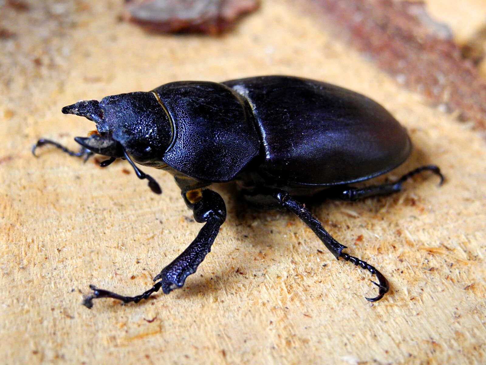 Nikon Coolpix P7000 sample photo. Beetle, roháč, female photography