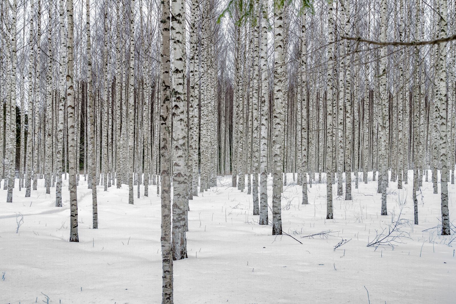 Canon EOS 7D sample photo. Snow, winter, tree photography