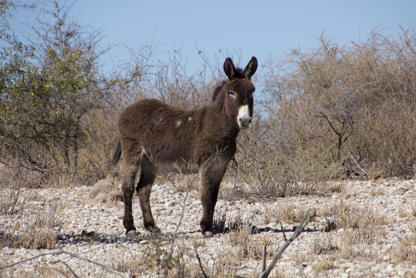 Canon EOS 600D (Rebel EOS T3i / EOS Kiss X5) sample photo. Namibia, africa, donkey photography