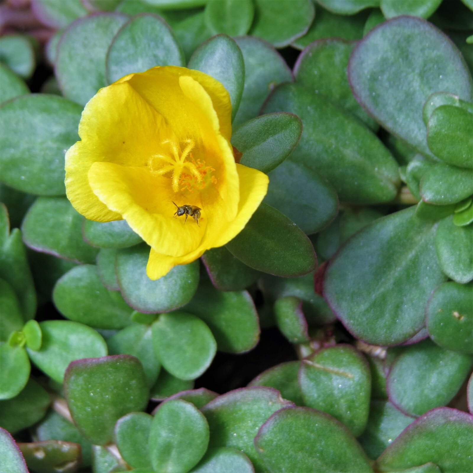 Canon PowerShot SX50 HS sample photo. Flower, yellow, orange photography