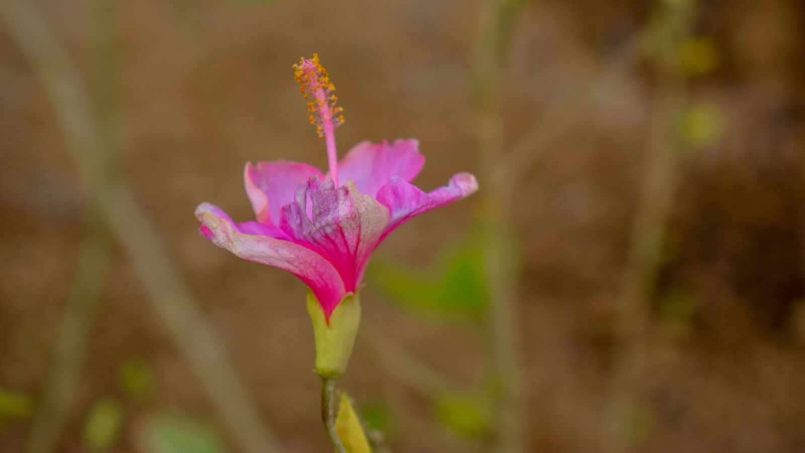 Nikon D5300 sample photo. Flower, garden, nature photography