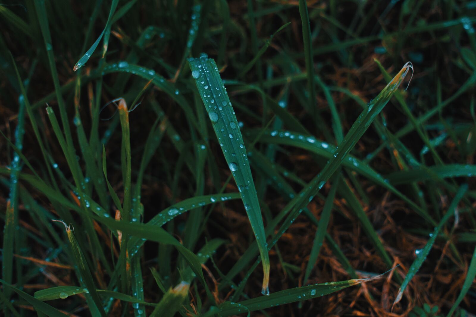 Sony Cyber-shot DSC-RX100 III sample photo. Autumn, grass, meadow photography