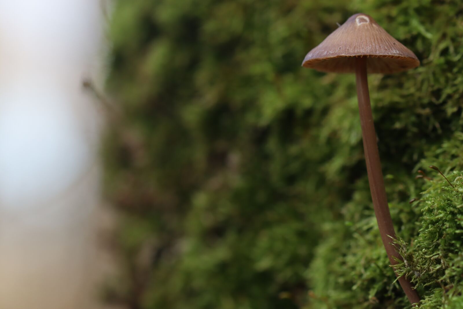Canon EOS 250D (EOS Rebel SL3 / EOS Kiss X10 / EOS 200D II) sample photo. Mushroom, nature, autumn photography