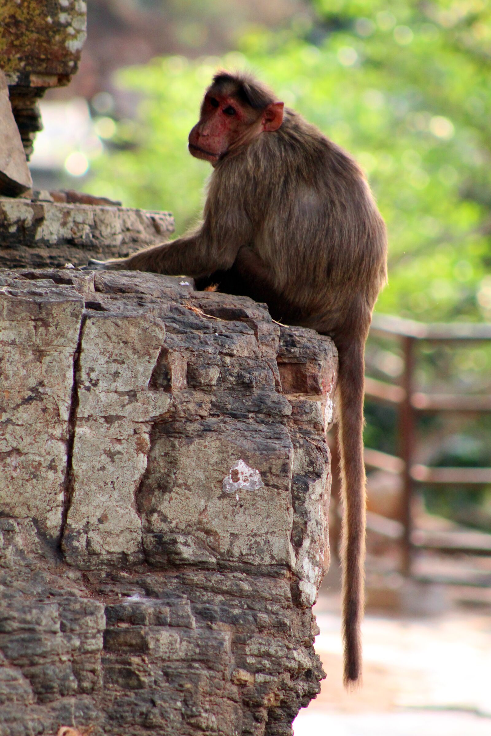 Canon EOS 1300D (EOS Rebel T6 / EOS Kiss X80) sample photo. Monkey, animal, monkey sitting photography