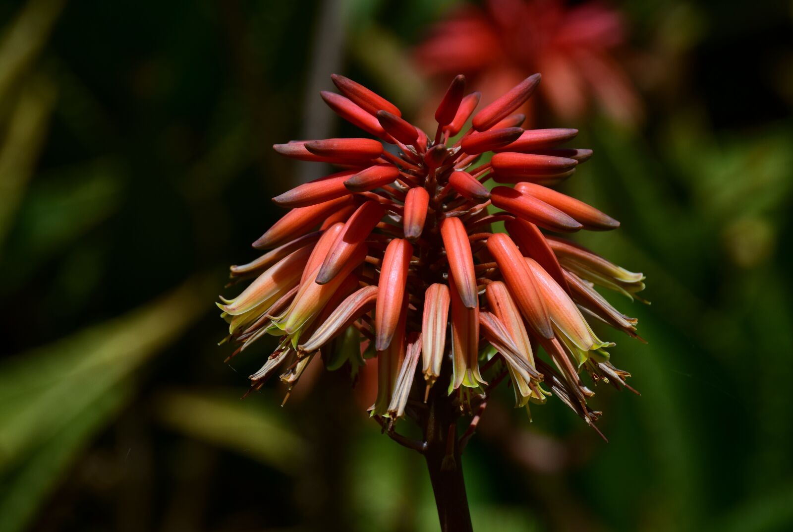 Nikon D3300 sample photo. Cactus blossom, blossom, bloom photography