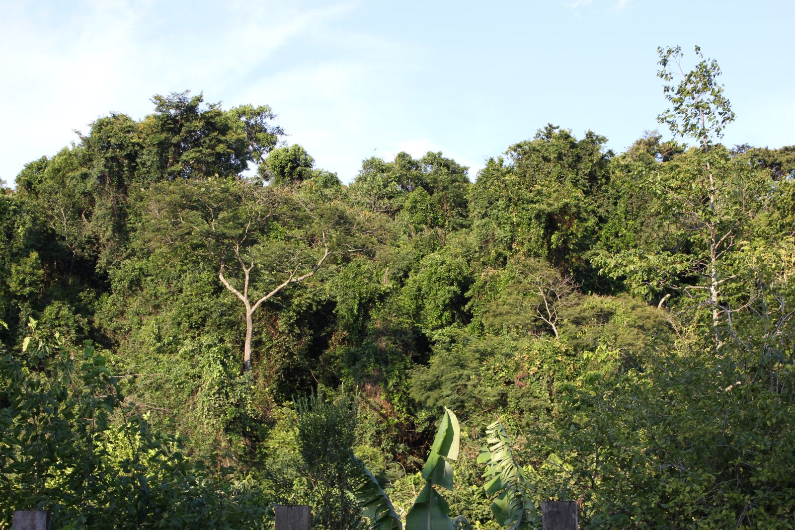 Canon EOS 550D (EOS Rebel T2i / EOS Kiss X4) sample photo. Forest, green, landscape photography