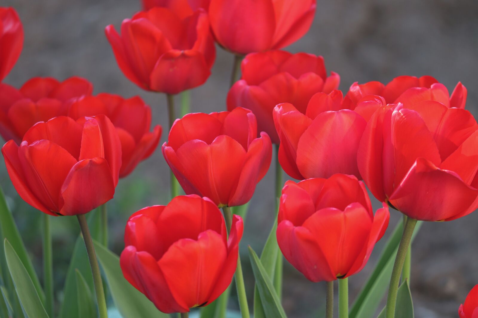 Canon EOS 200D (EOS Rebel SL2 / EOS Kiss X9) sample photo. Tulips, monochrome, red photography