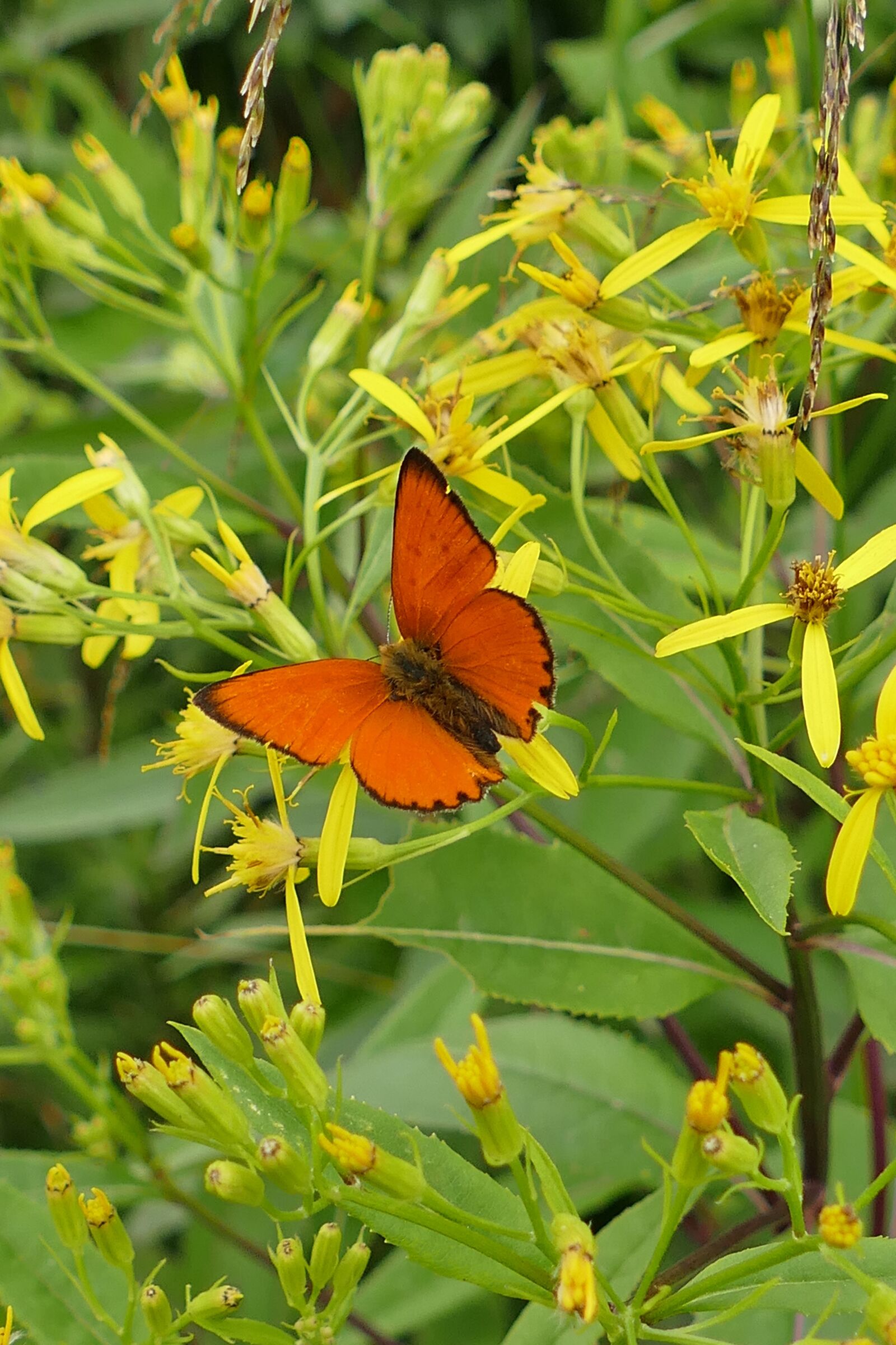 Panasonic Lumix DMC-FZ1000 sample photo. Close up, butterfly, forest photography