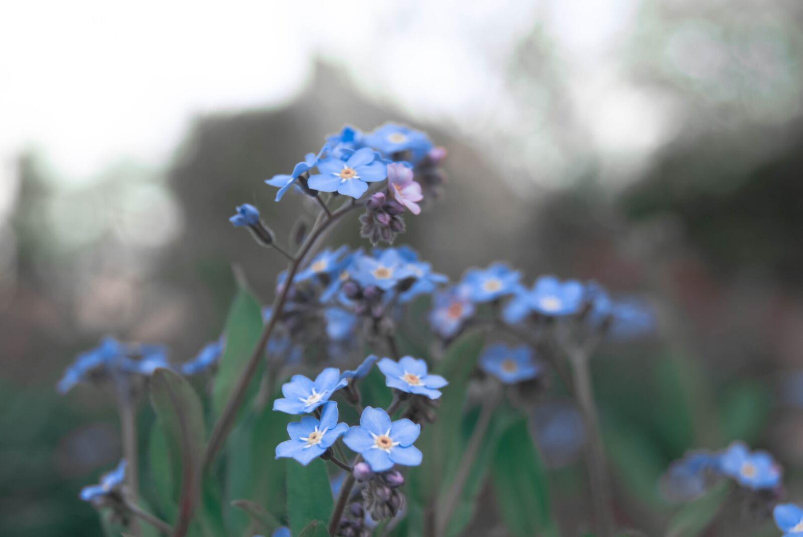 Sony Alpha DSLR-A230 sample photo. Flowers, wild, nature photography