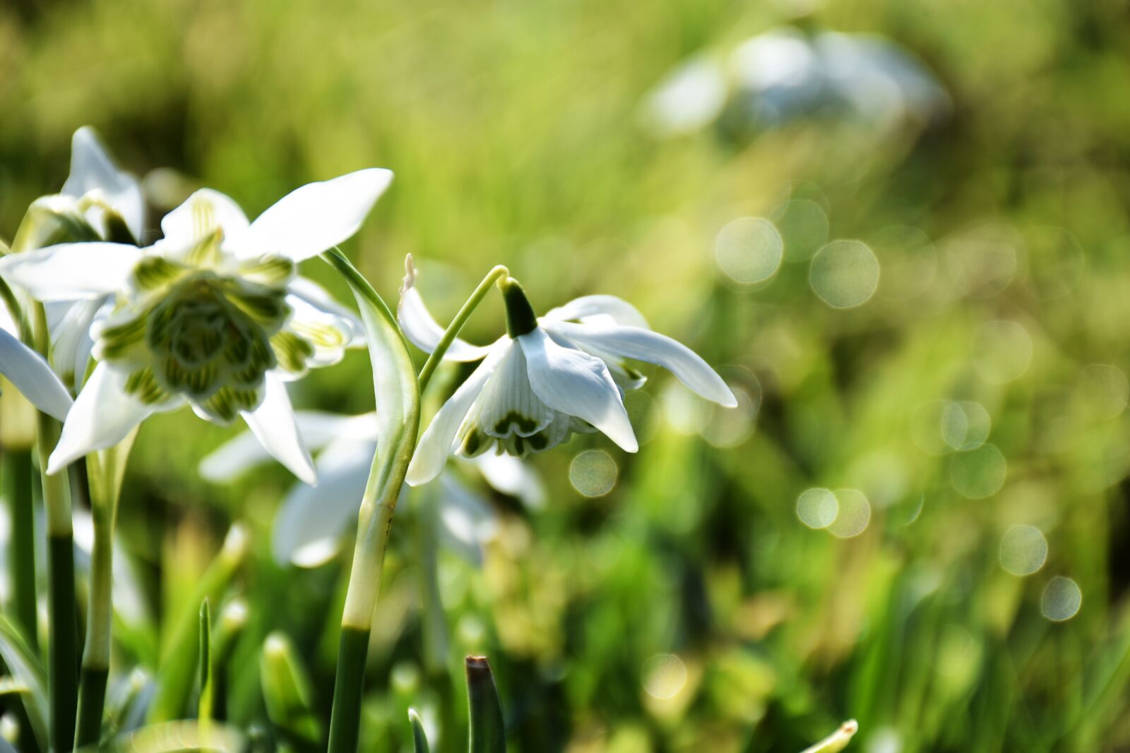 Nikon D7200 sample photo. Snowdrop, galanthus, bulb photography