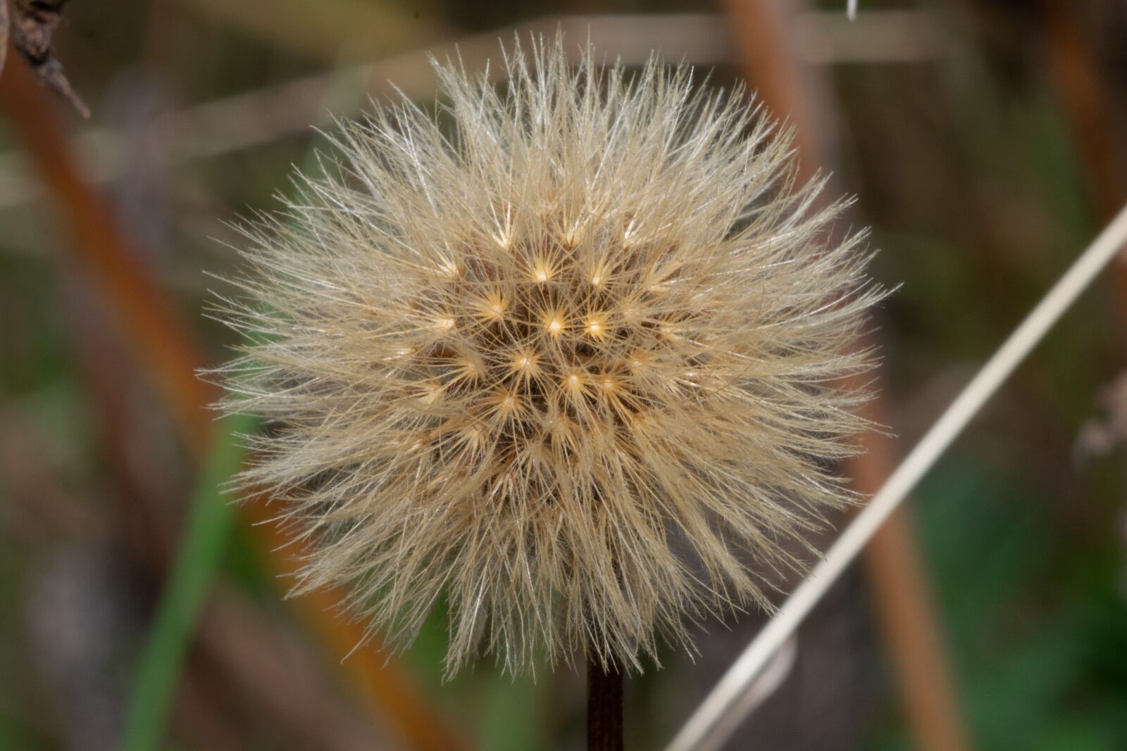 Nikon D3300 sample photo. Flower, nice, blooms at photography