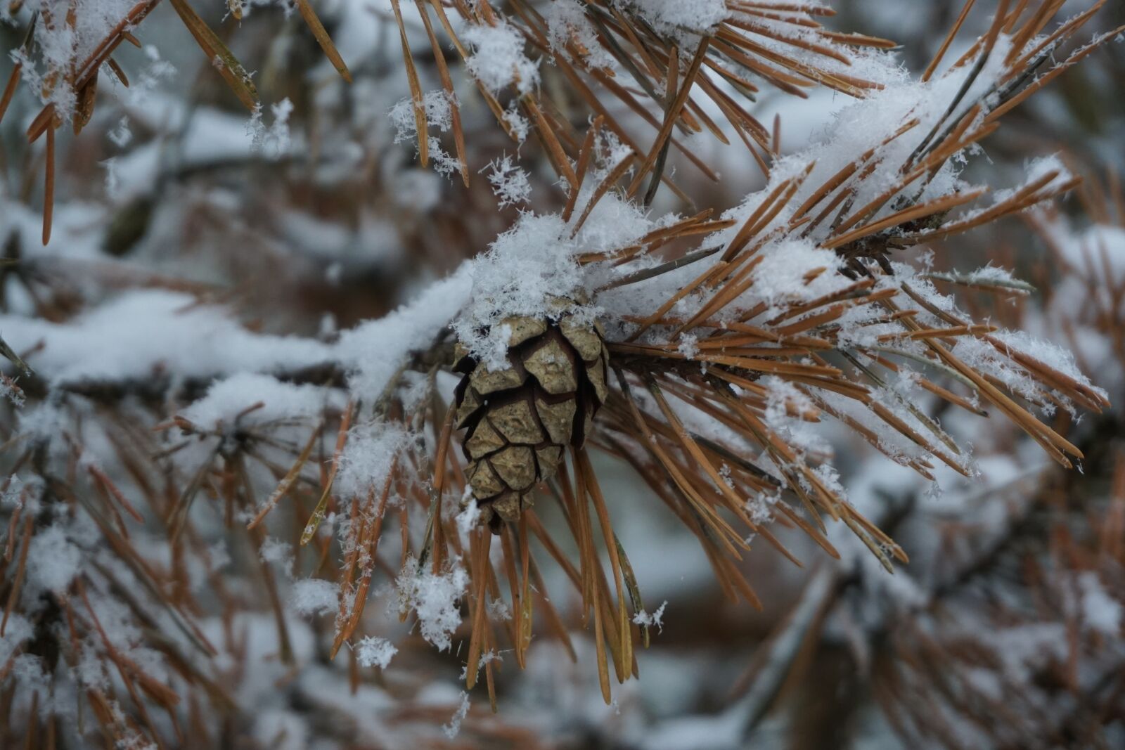 Sony a6000 sample photo. Pine needles, pine cones photography