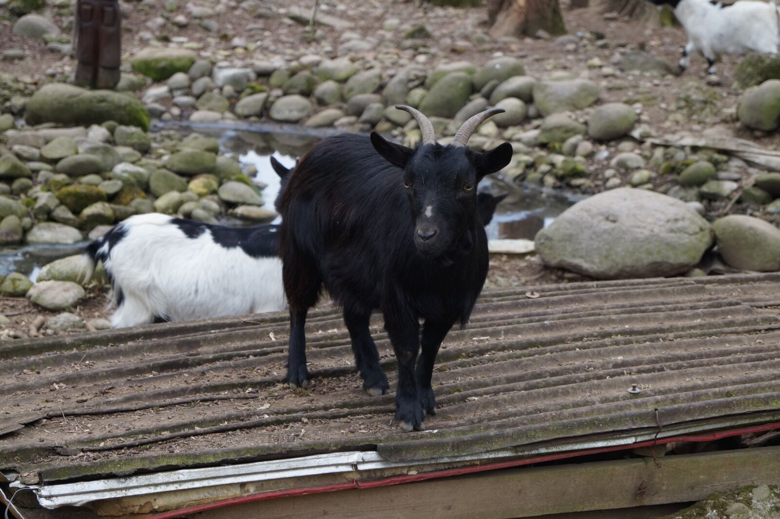 Sony DT 18-55mm F3.5-5.6 SAM II sample photo. Animal, capra, sheep photography