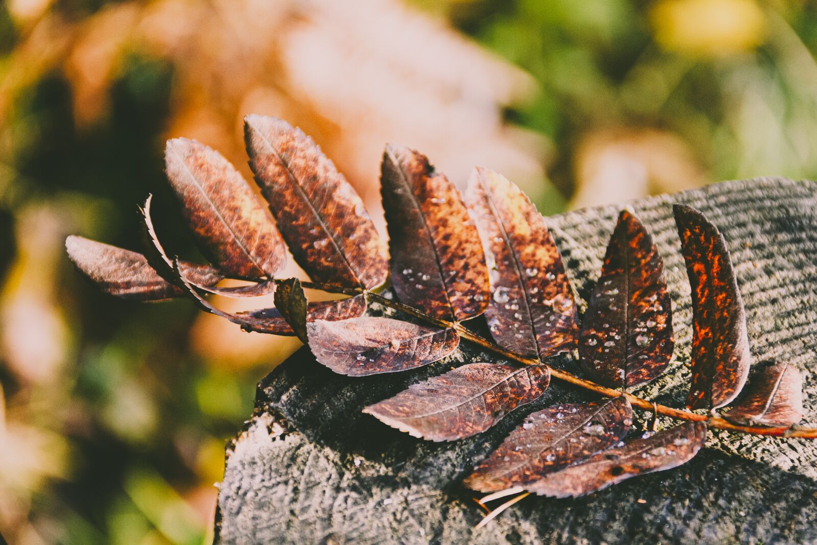 Canon EOS 7D sample photo. Autumn, leaf, foliage photography