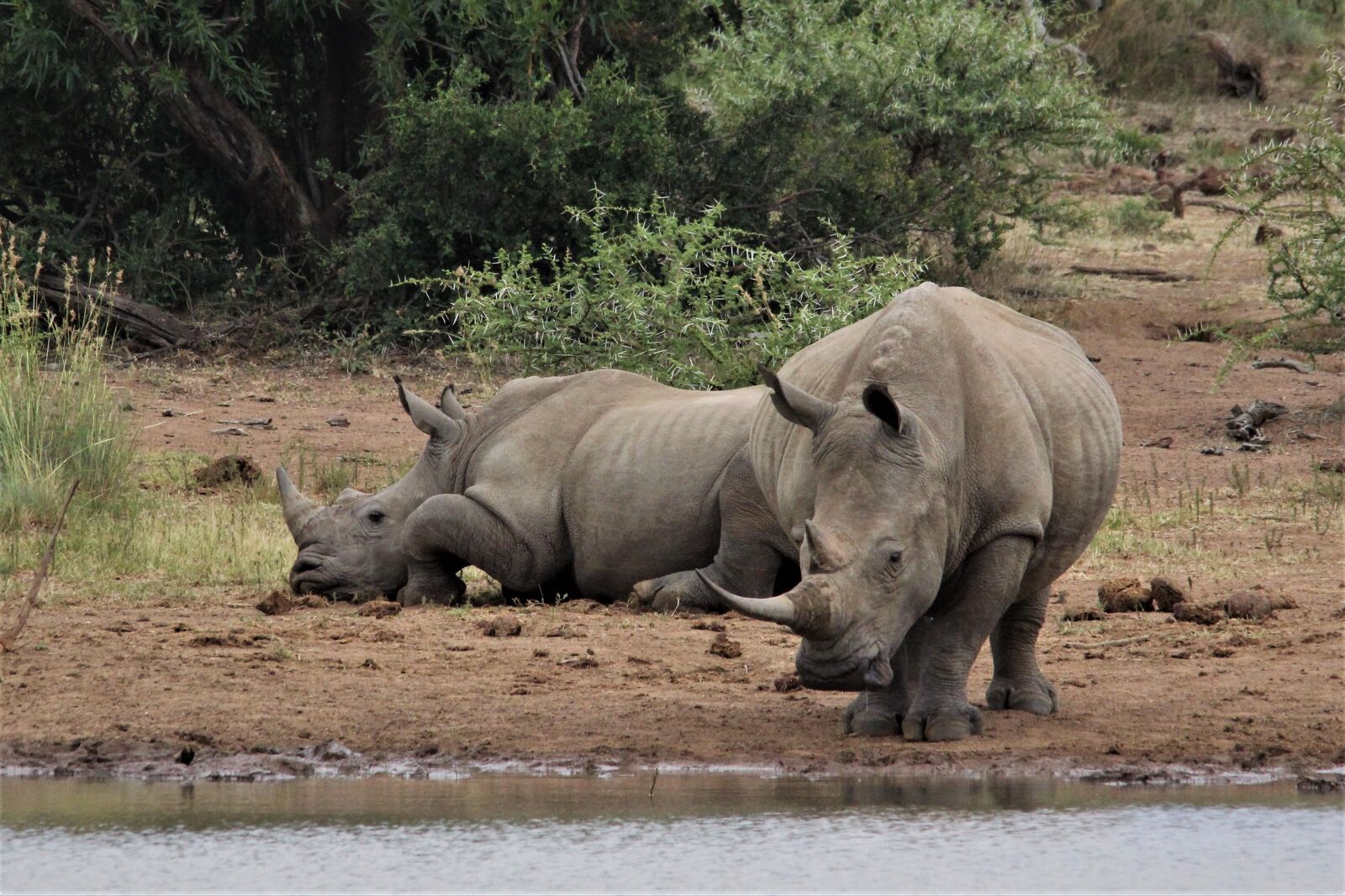 Canon EOS 60D sample photo. Rhinoceros, african, white rhino photography