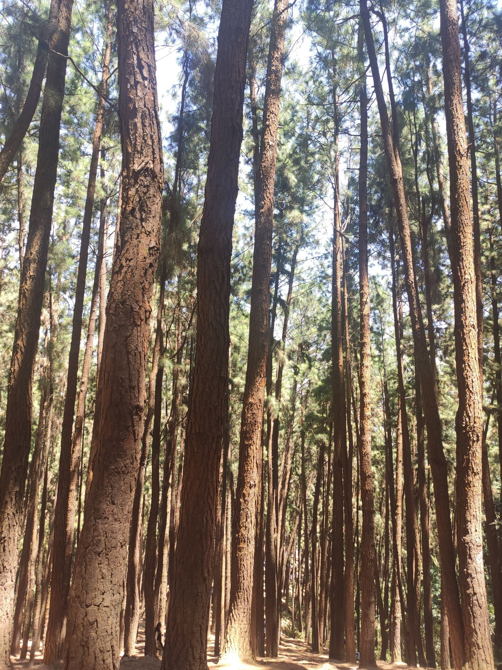 Xiaomi Redmi K20 sample photo. Pine trees, vagamon, india photography