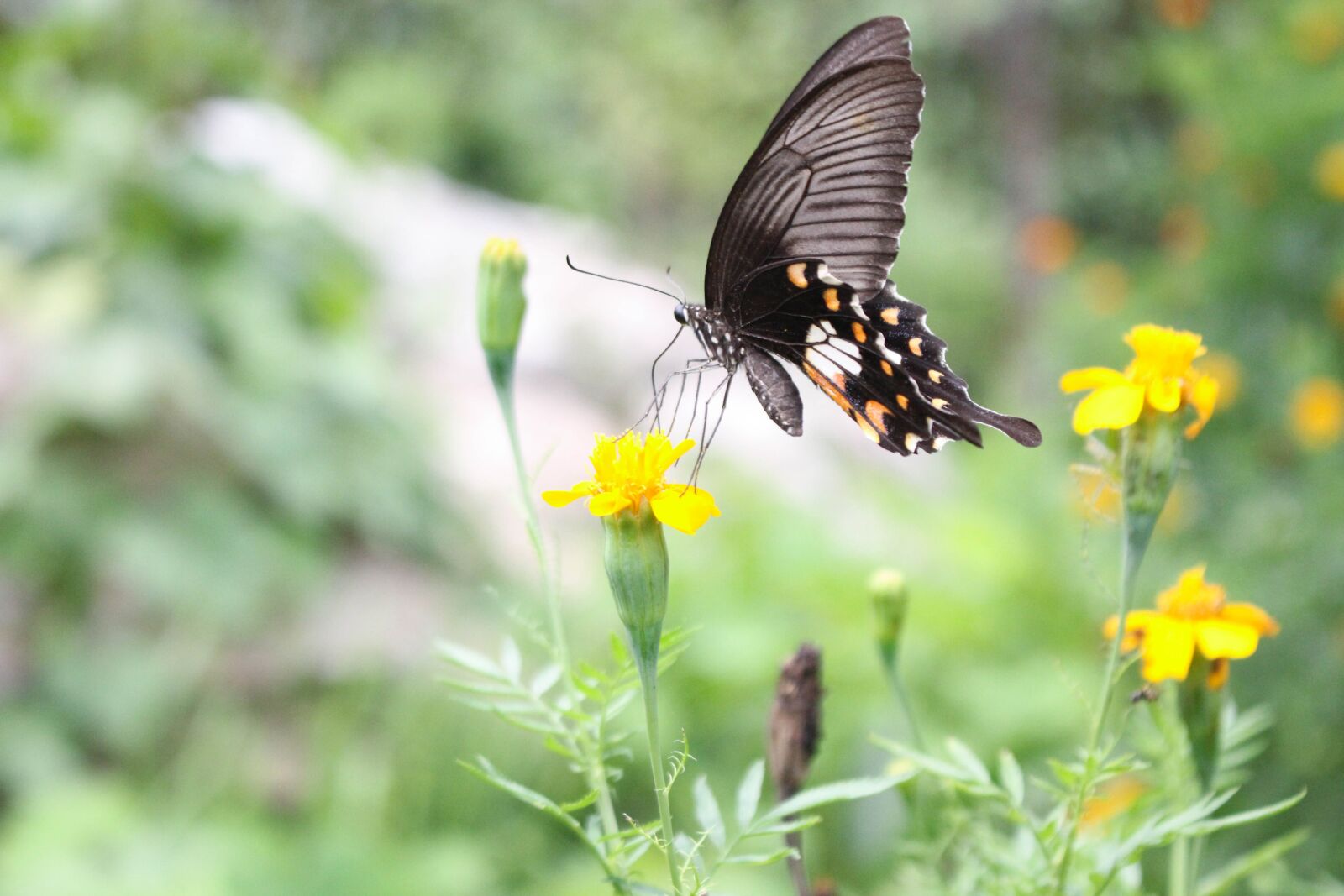 Canon EOS 60D sample photo. Butterfly, flowers, pollination photography