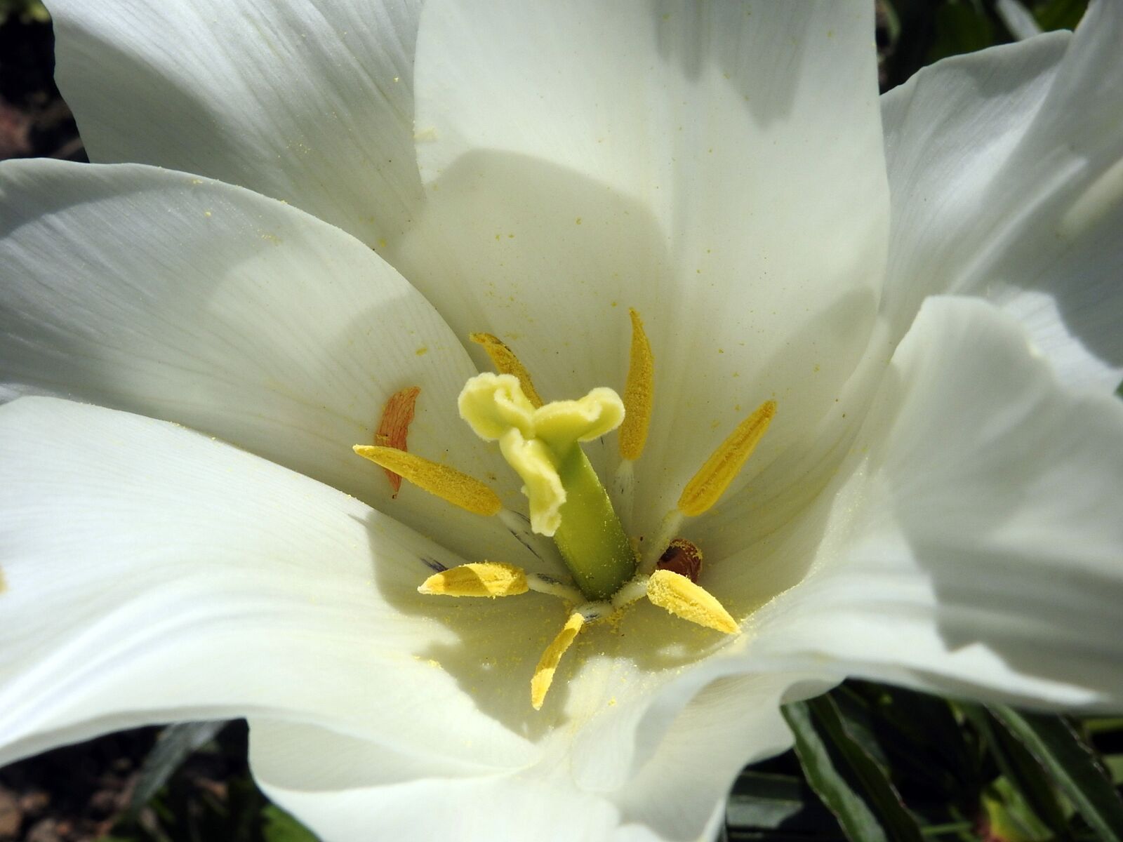 Nikon Coolpix P900 sample photo. Tulip, blossom, bloom photography