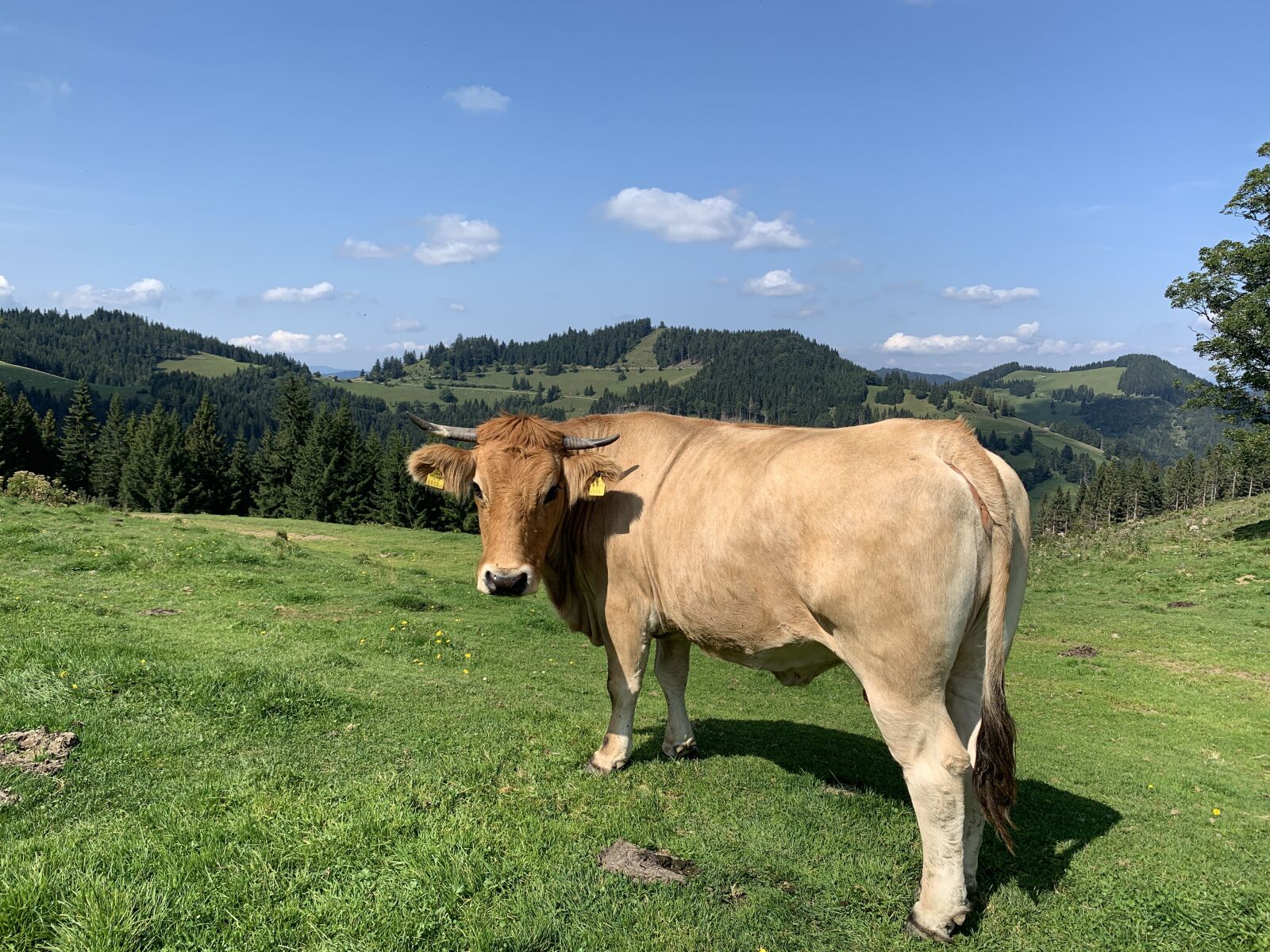 Apple iPhone XS sample photo. Cow, beef, agriculture photography