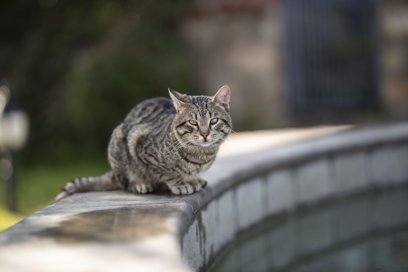 Canon RF 85mm F1.2L USM sample photo. Cat, animal, portrait photography