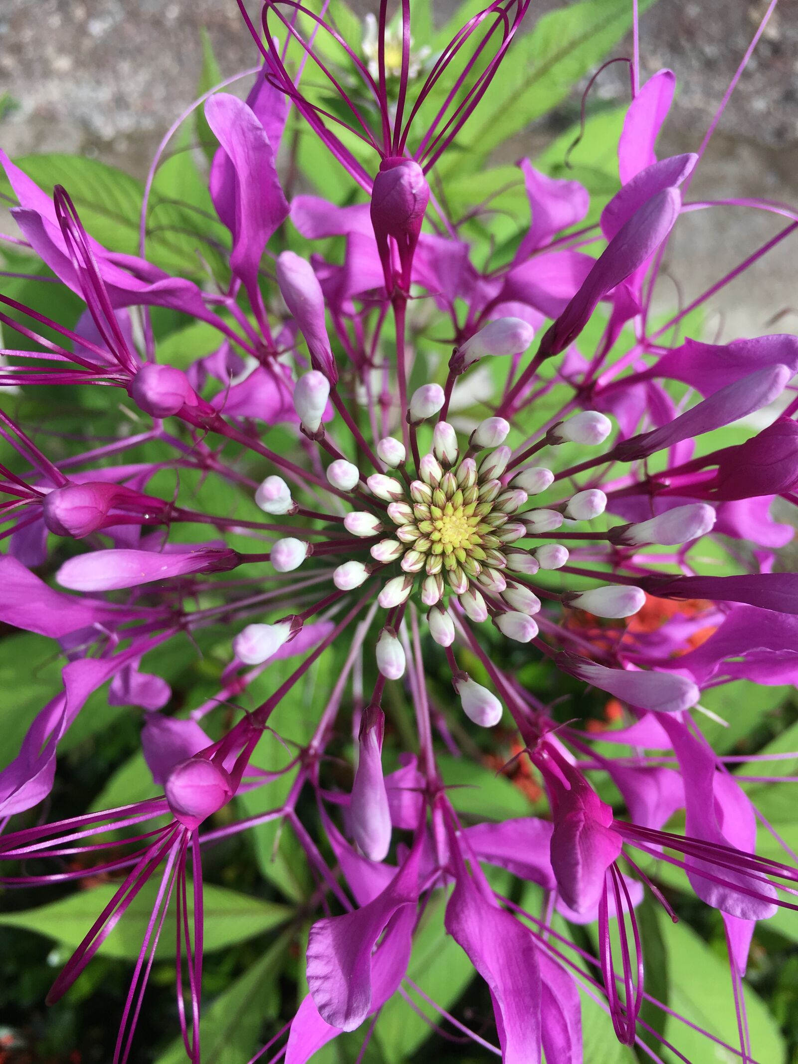 iPhone 6s Plus back camera 4.15mm f/2.2 sample photo. Nature, flower, blossom photography