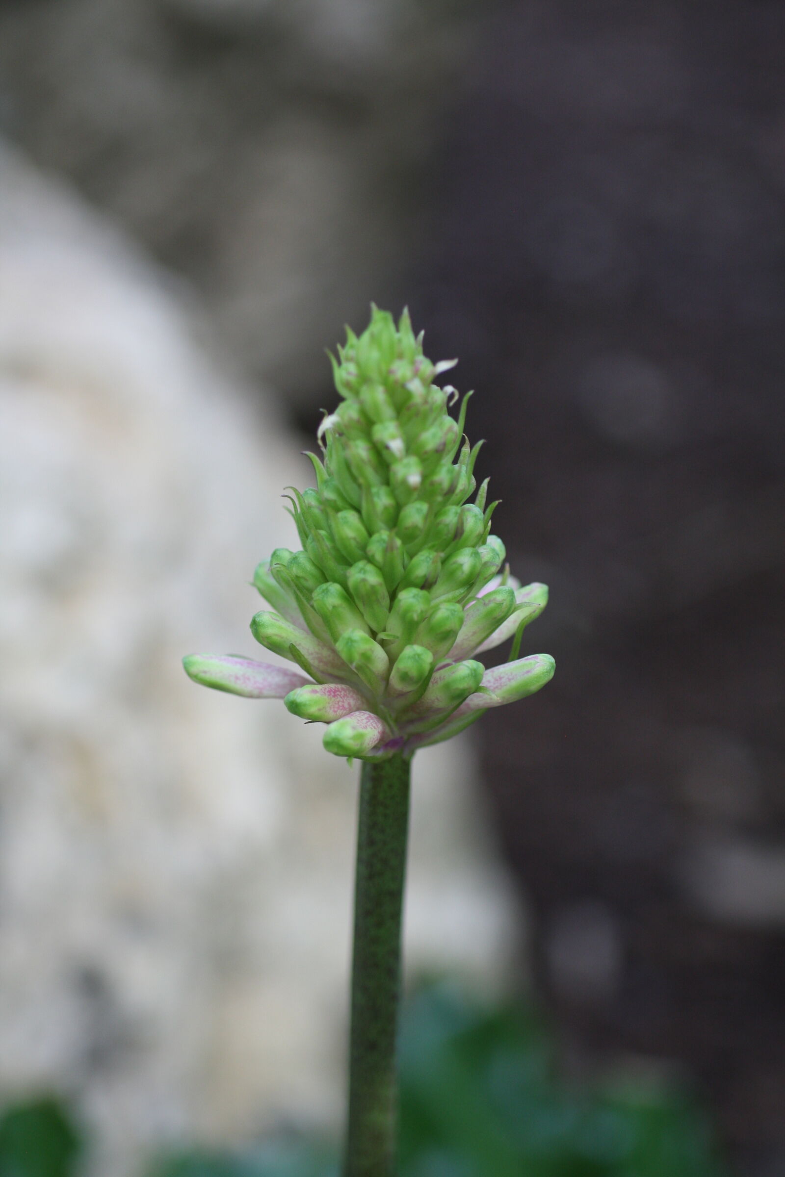 Sigma 50mm f/2.8 EX sample photo