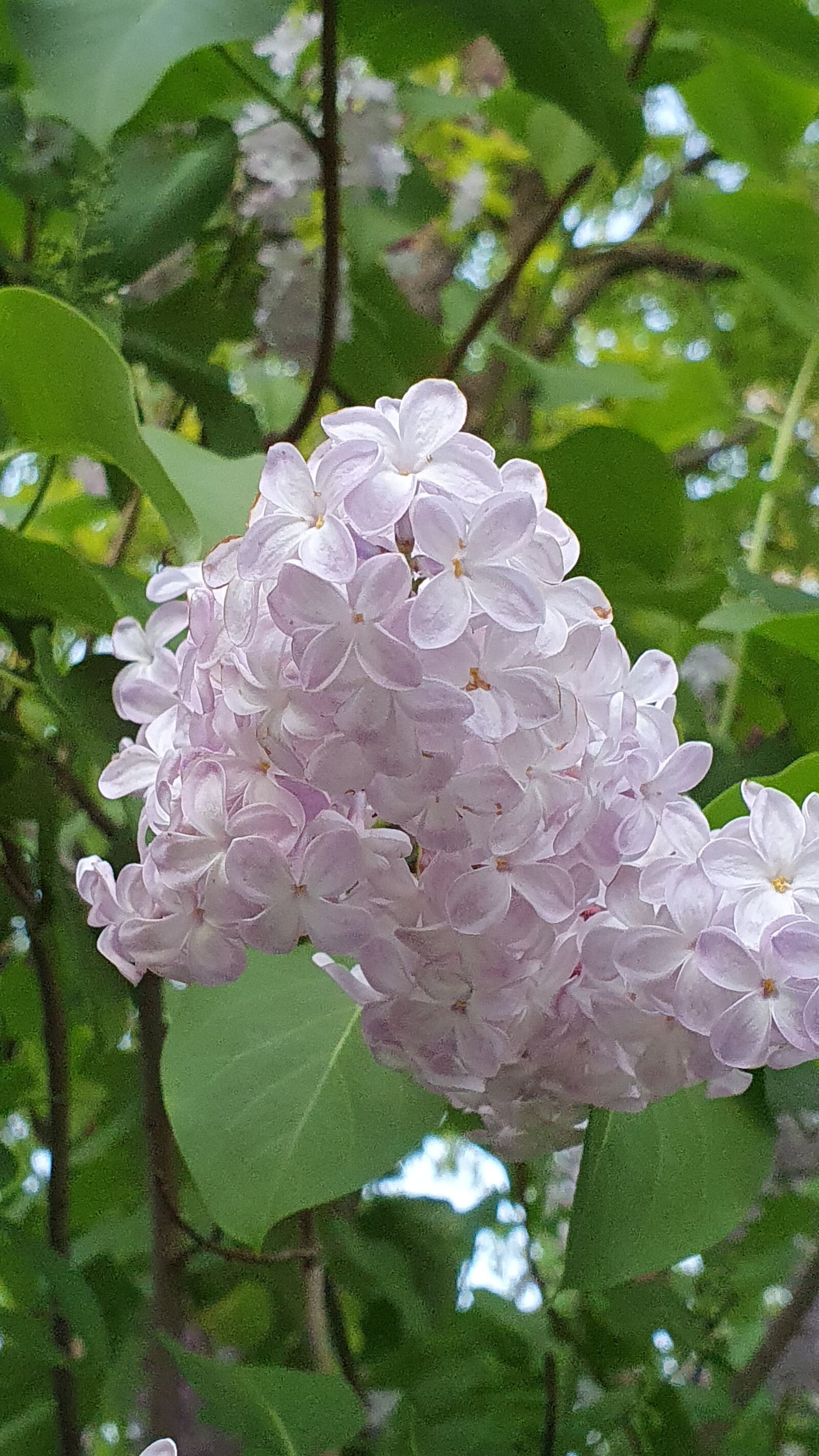 Samsung Galaxy S10+ sample photo. Lilac, garden, fragrance photography