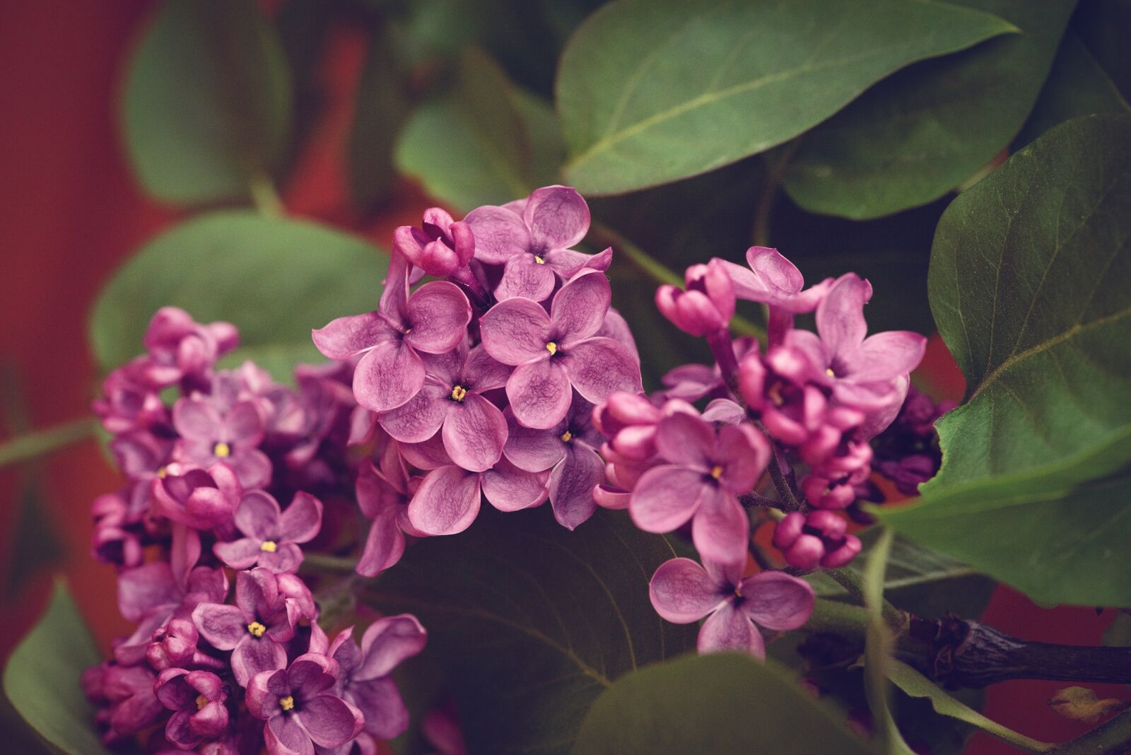 Nikon D750 sample photo. Lilac, pink, flowers photography