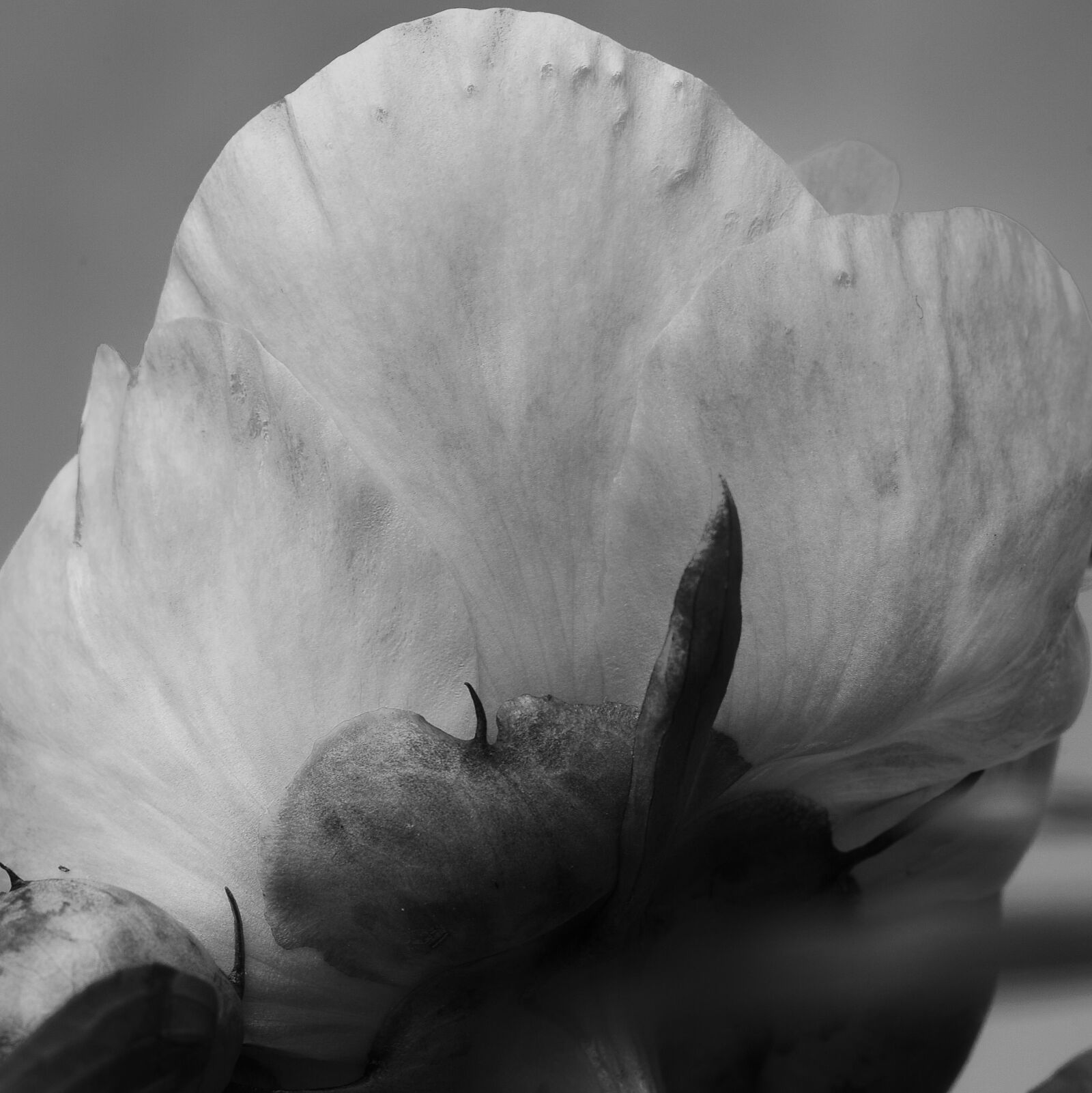 Canon EOS 5D Mark II sample photo. Leaf, flower, finart photography