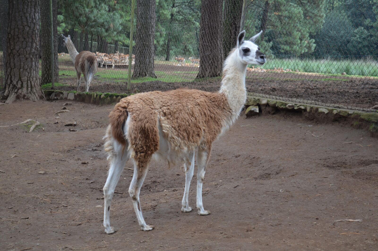 Nikon D5100 sample photo. Flame, animal, nature photography