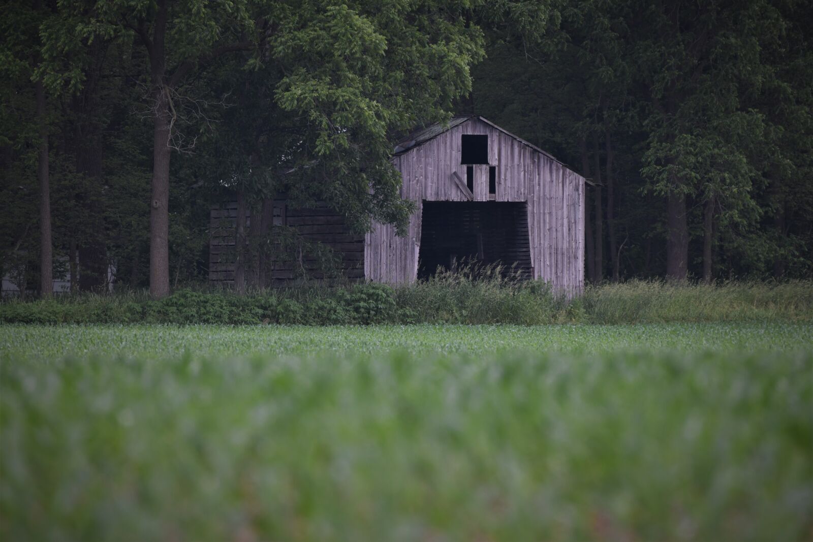 Nikon D850 sample photo. Barn, abandoned, old photography