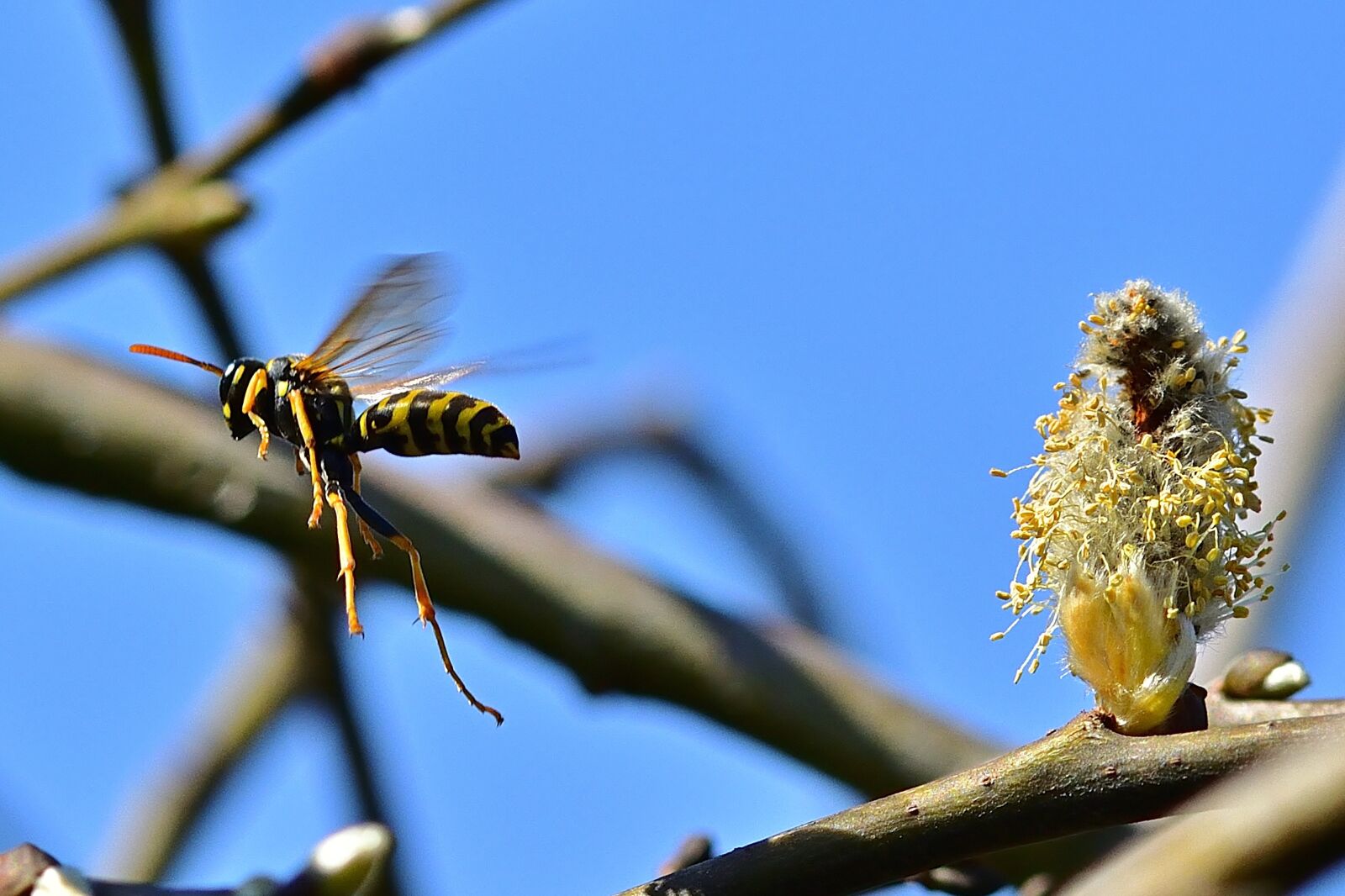 Nikon D5200 sample photo. Garden, spring, wegwespe photography