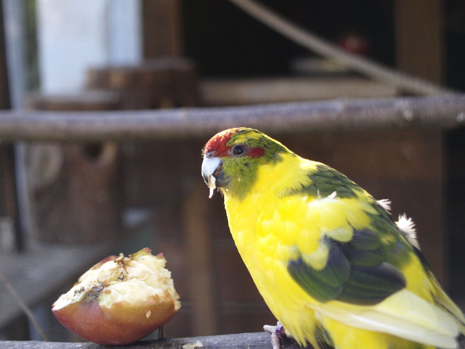 Olympus E-420 (EVOLT E-420) sample photo. Birds, parakeet, yellow photography