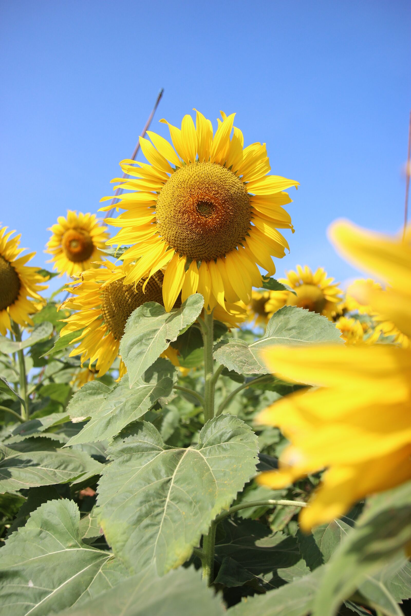 Canon EOS 600D (Rebel EOS T3i / EOS Kiss X5) sample photo. Flowers, sunflower, yellow photography