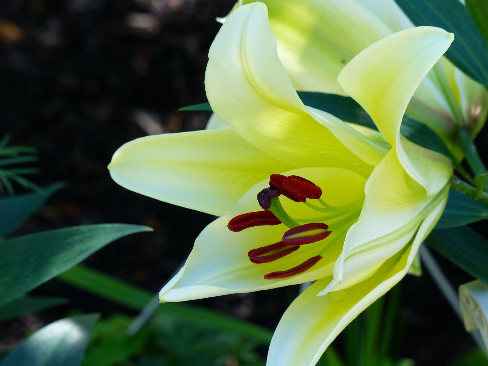 Panasonic Lumix DMC-FZ200 sample photo. Lily, yellow, close up photography
