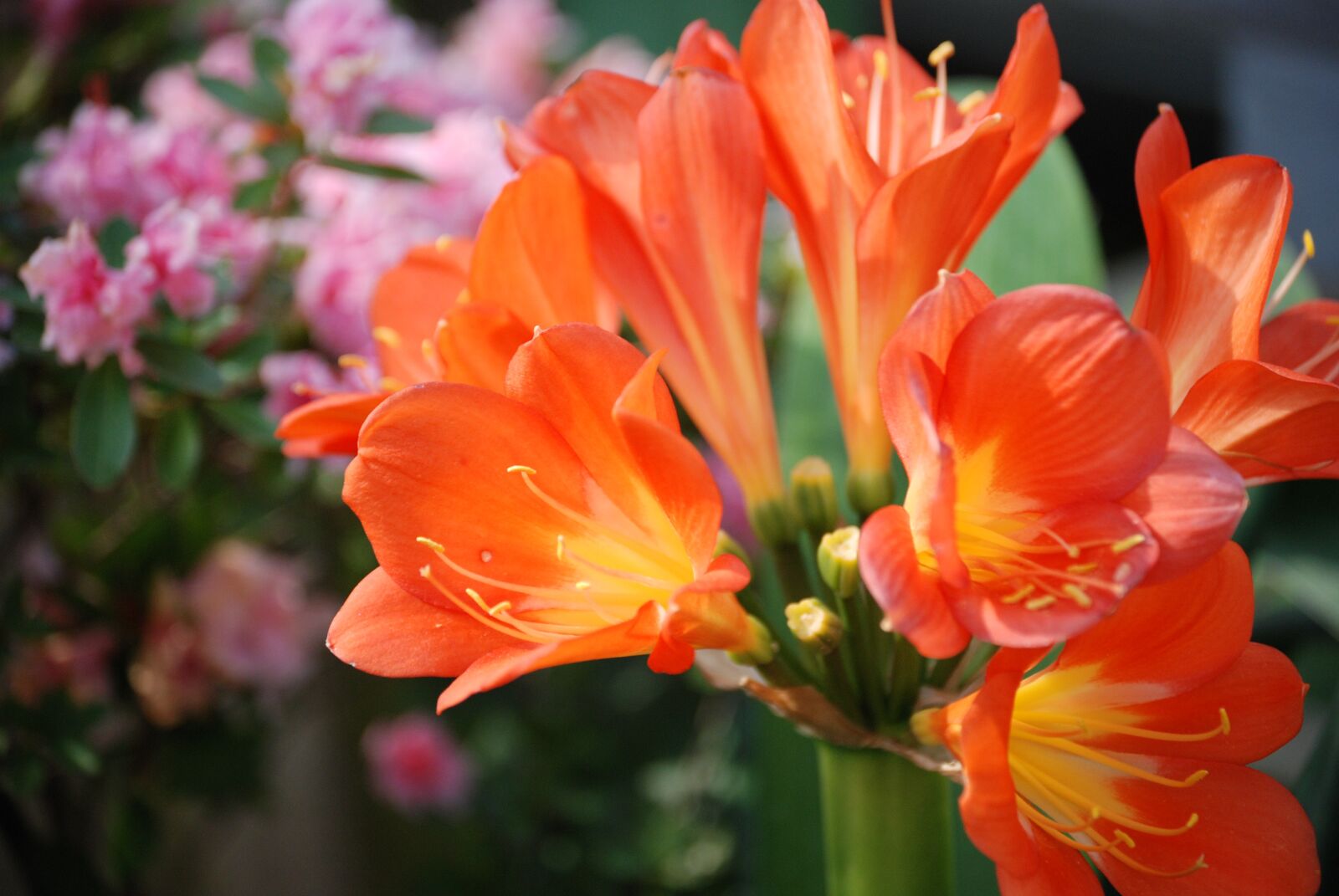 Nikon D80 sample photo. Flowers, orange, nature photography