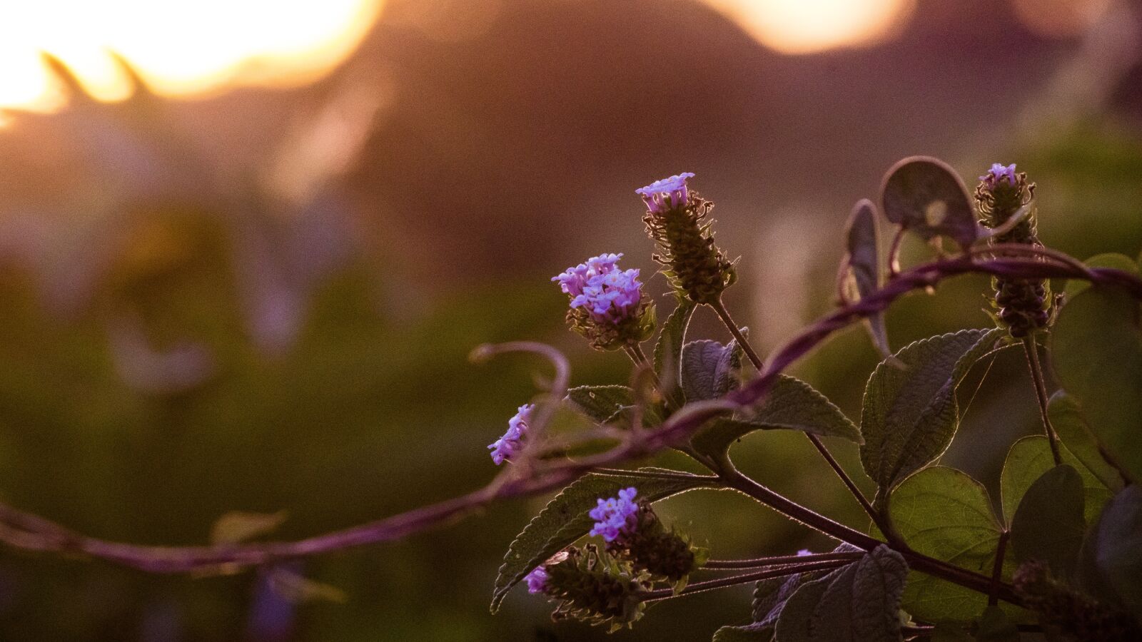 Sony SLT-A65 (SLT-A65V) sample photo