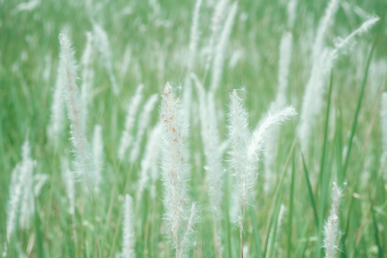 Fujifilm X-T30 sample photo. Reeds, grass, reed photography