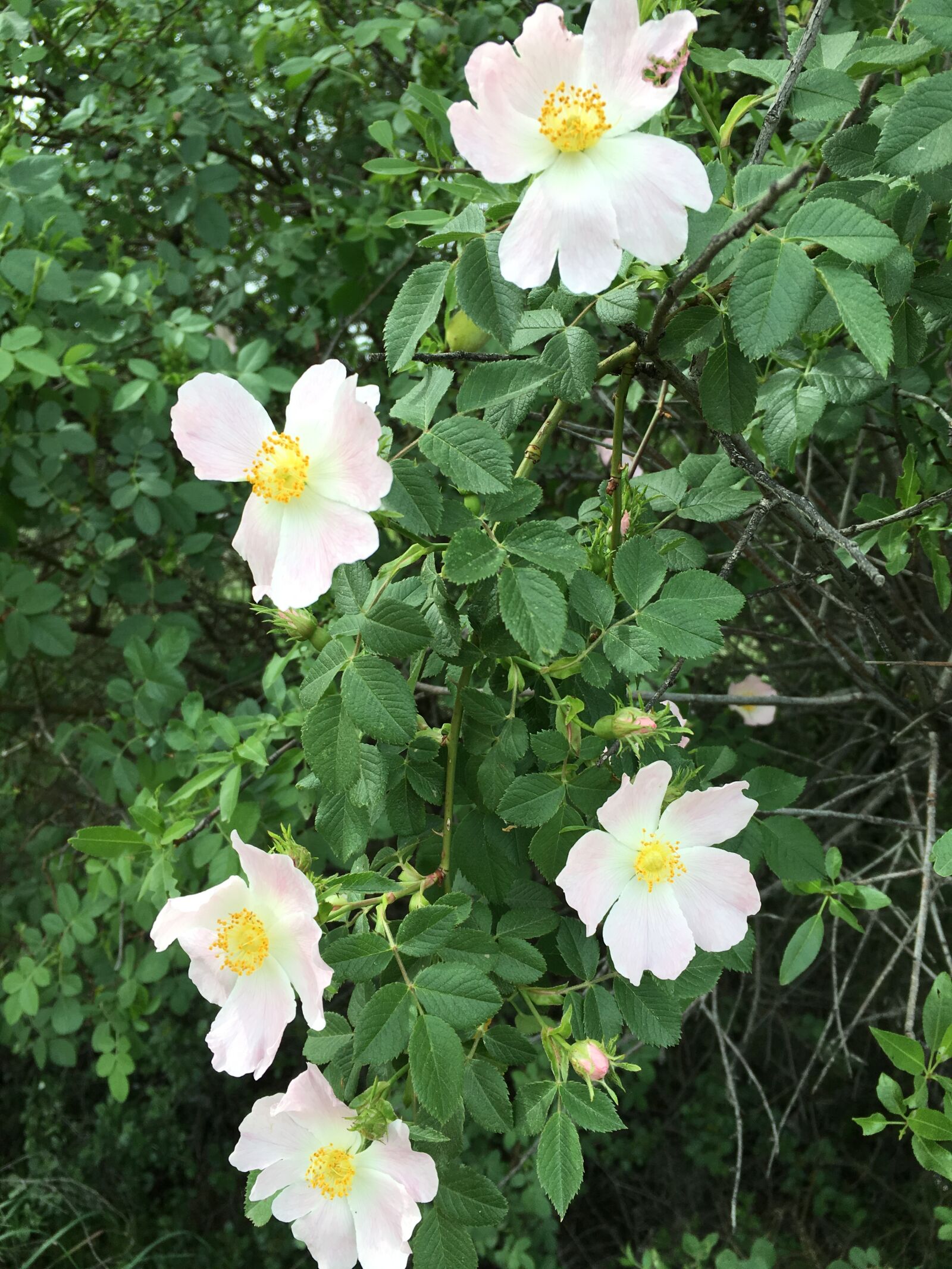 Apple iPhone 6s sample photo. Rosehip, flower, anatolian plants photography