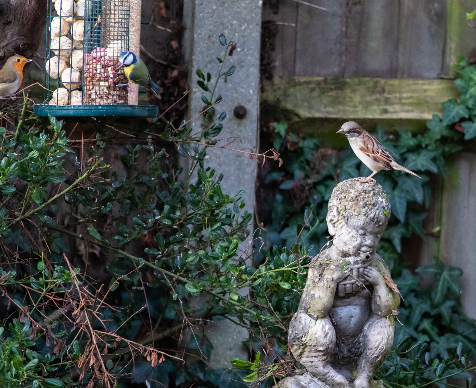 Canon EF 70-200mm F4L USM sample photo. Blue tit, sparrow, robin photography
