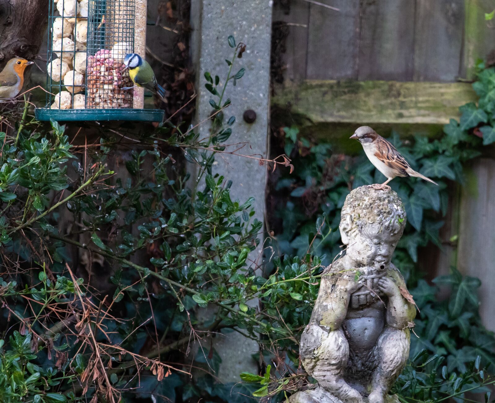 Canon EOS 7D Mark II + Canon EF 70-200mm F4L USM sample photo. Blue tit, sparrow, robin photography